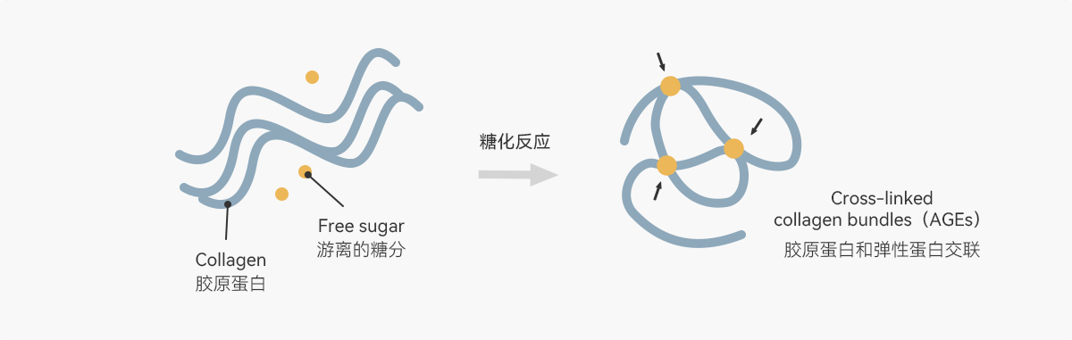 Skin anti-Glycation-youshida